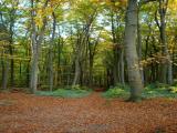 Waldweg zum Strand