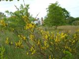 Ginster vor Bellevue