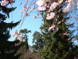 Promenade: Zierkirschblüte