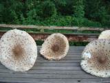 Parasole am Deichrand