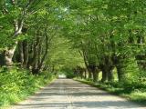 Allee zum Achterwasser