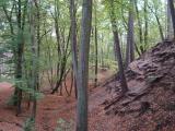Zinnowitzer Dünenwald