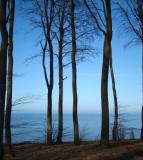 Buchen im Vorfrühling