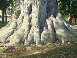 Buchenwurzel im Kurpark